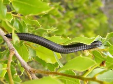 Millipede