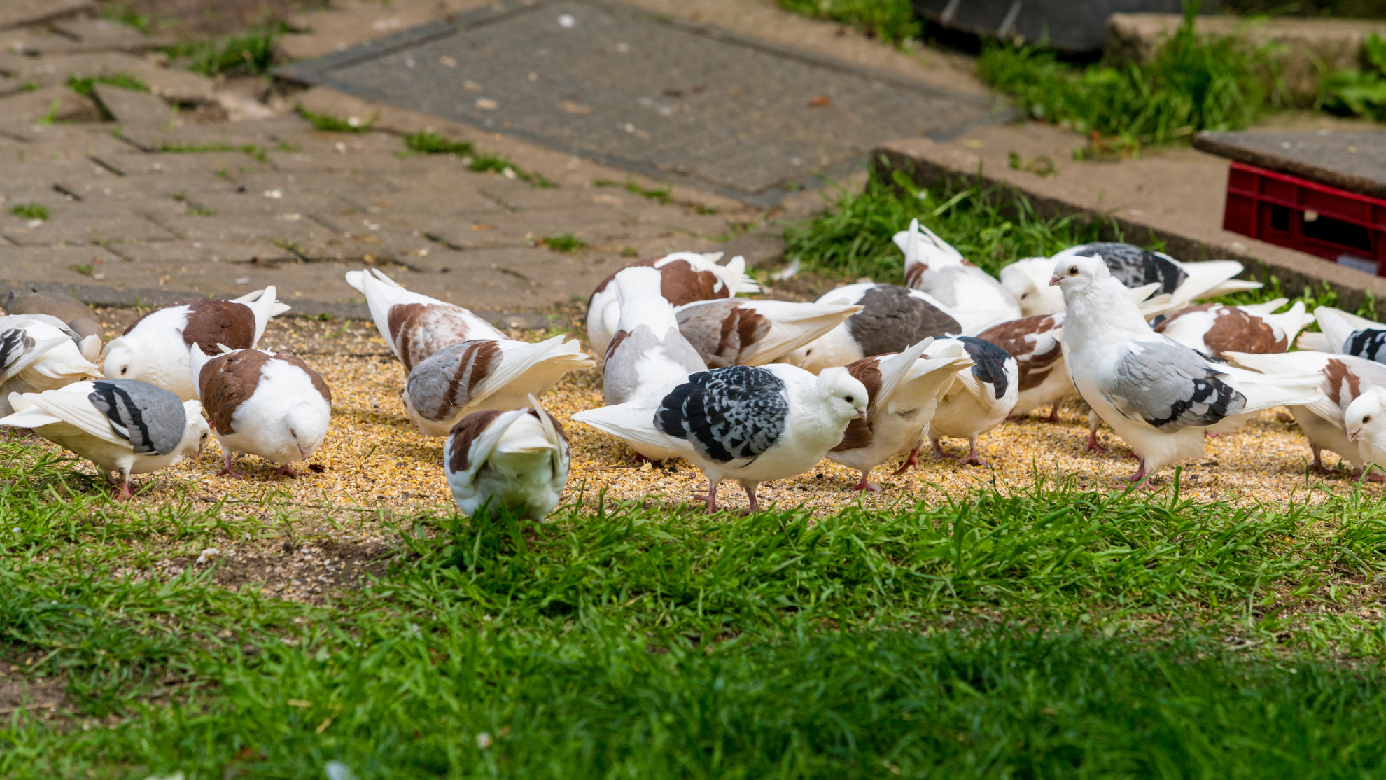 Pigeons