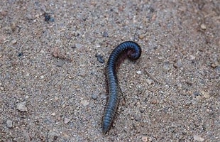 Portuguese millipedes