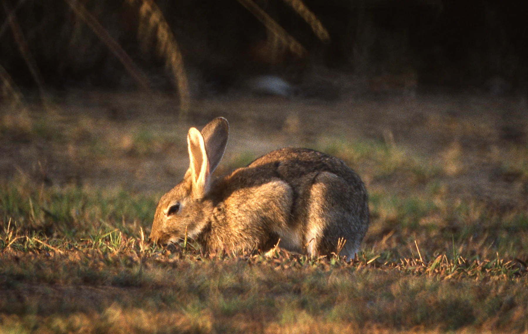 European Rabbits