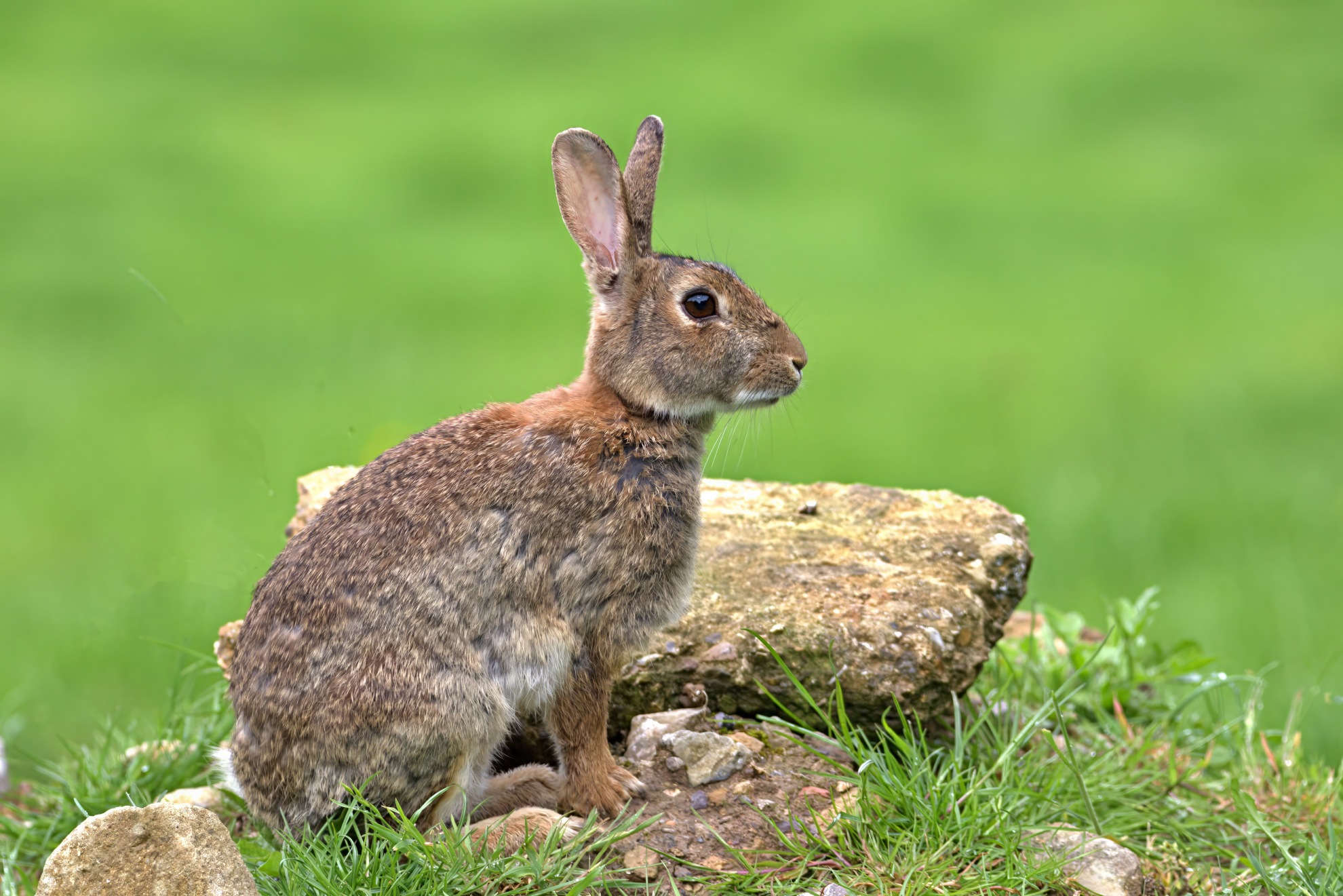 European Rabbits