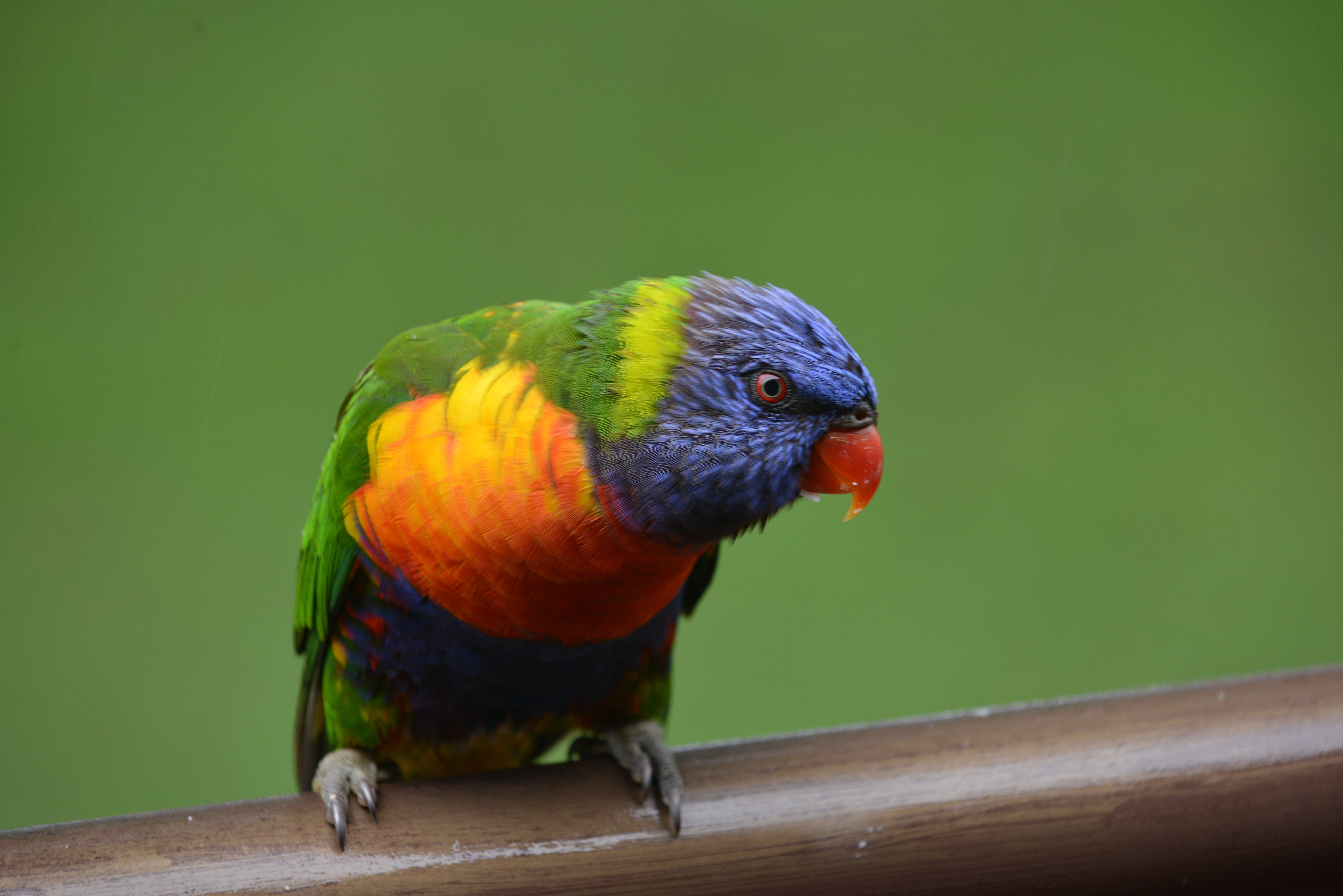 Rainbow Lorikeets Rainbow Lorikeets