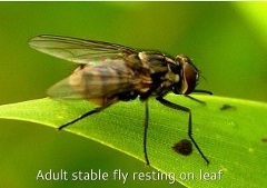 Stable Flies