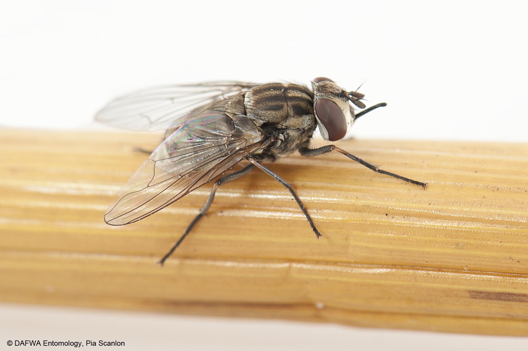 Stable fly