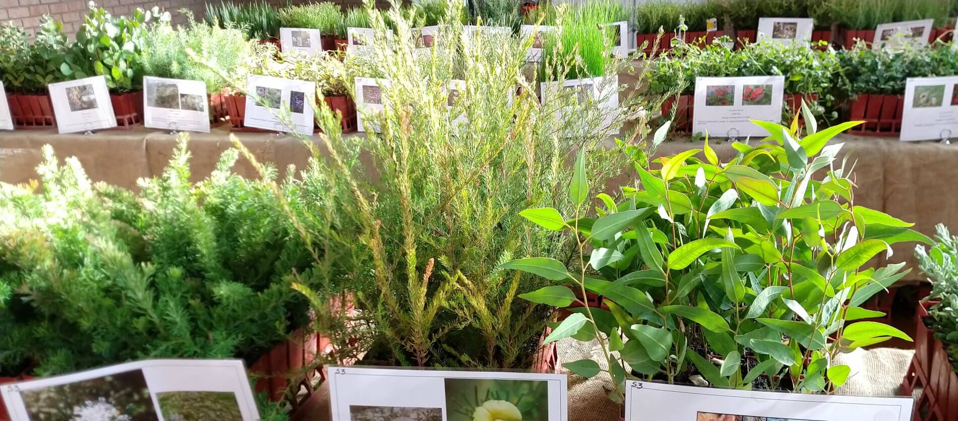 Plants for Residents annual program displaying trays of native seedlings laid out on tables with identification labels