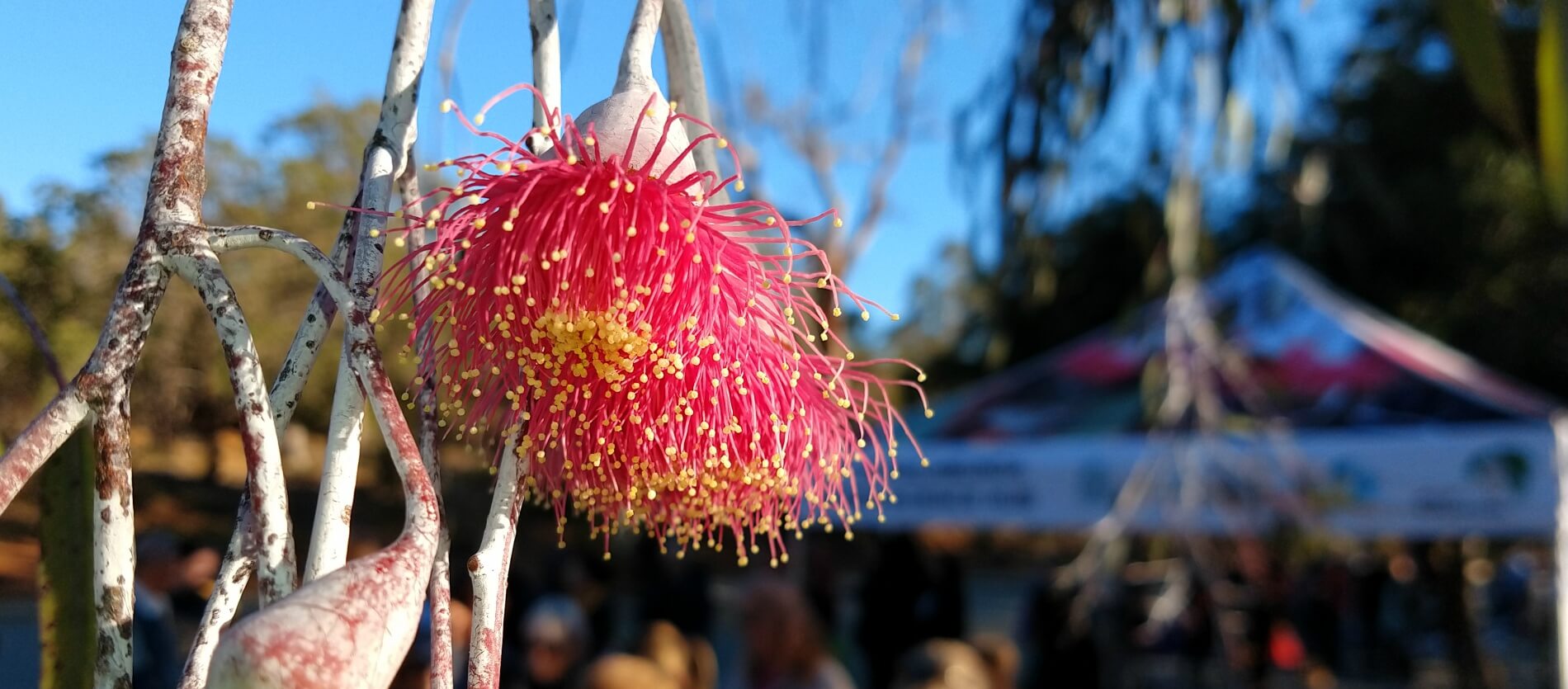 Close-up of Princess Gum flower