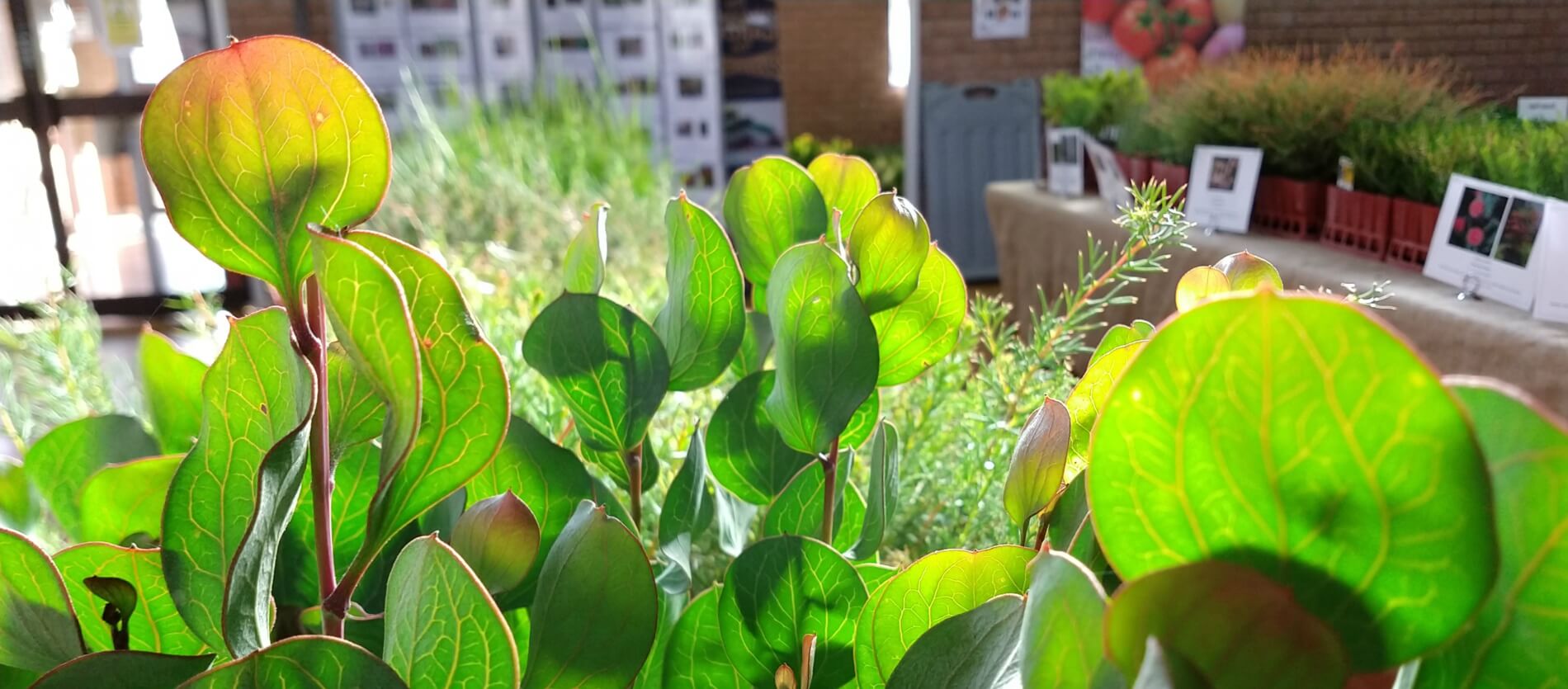 Sunlight shining through the green leaves of young native plants being displayed for the annual Plants for Residents program