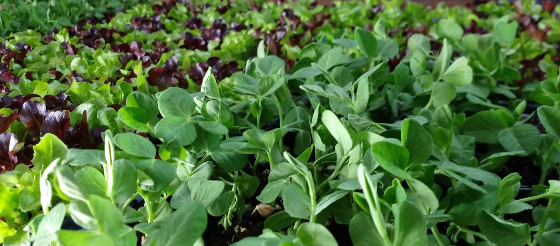 Week old vegetable seedlings including snow peas and lettuce