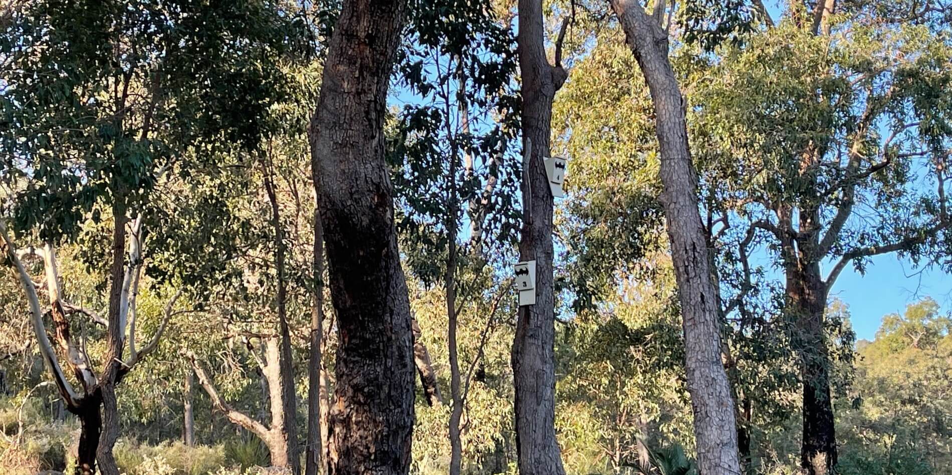 Microbat boxes located in Mundy Regional Park in Lesmurdie