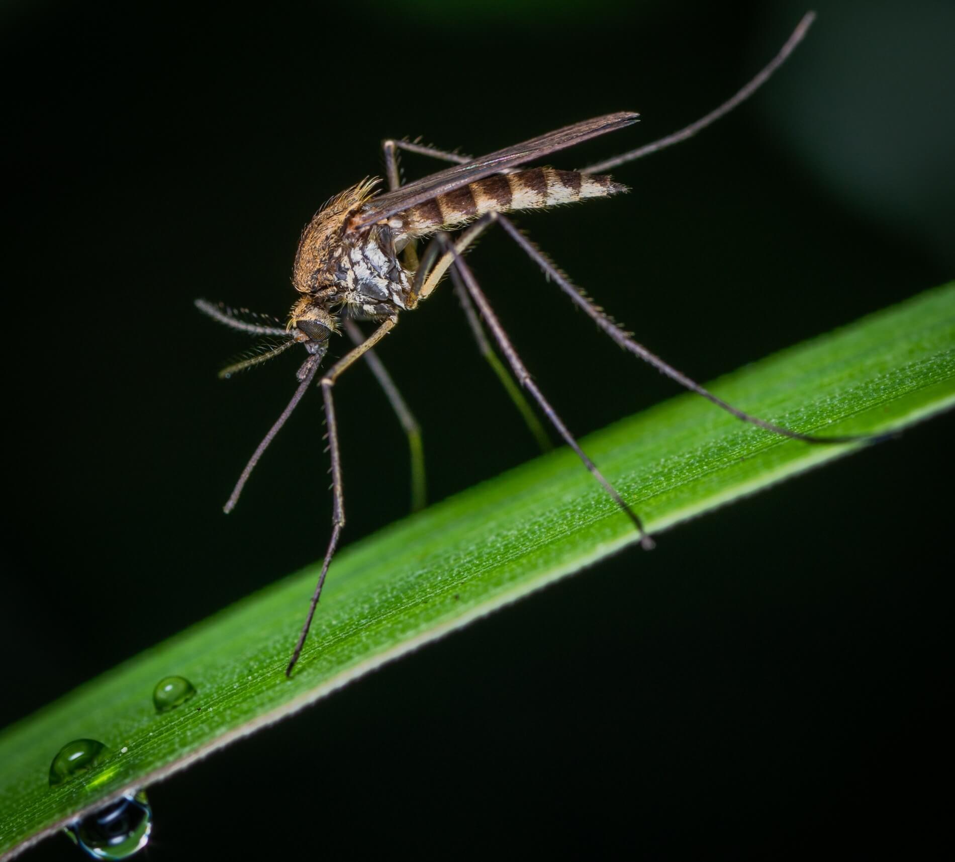 Mosquito sitting on a green stem of a plant