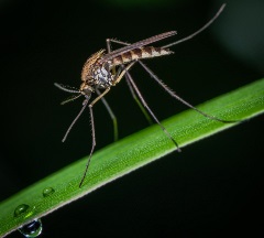 Mosquitosittingonagreenstemofaplant