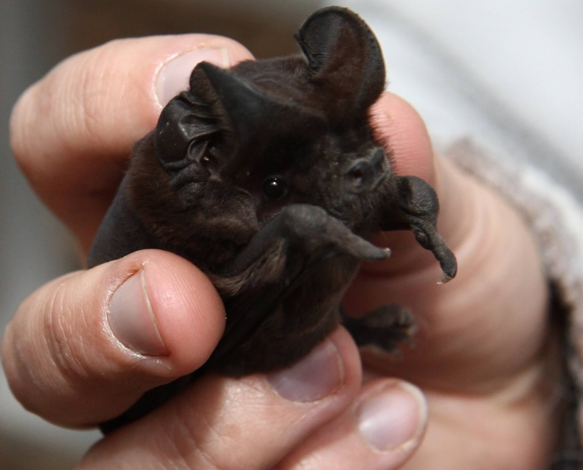 A White Striped Mastif Bat being held in a hand