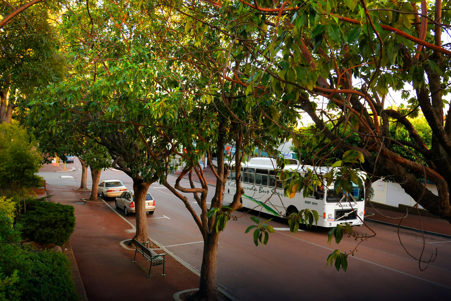Street Trees - Haynes Street, Kalamunda