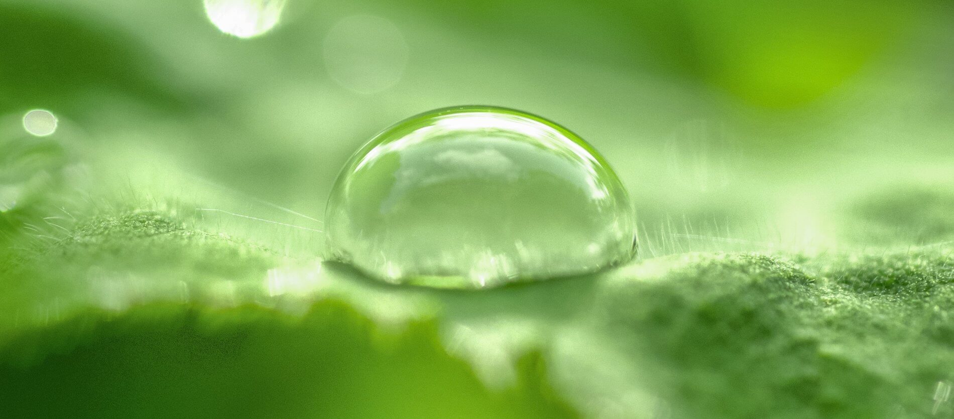 A close up of a water droplet on a green leafed surface