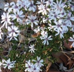 Autumn Scrub Daisy