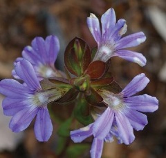 Broad-leaved Fanflower