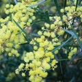 Flinders Range Wattle