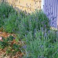 French Lavender