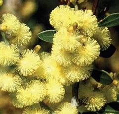 Glowing Wattle