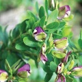 Myrtle-leafed Milkwort