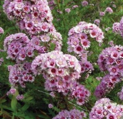 Plumed Featherflower