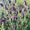 Spanish Lavender