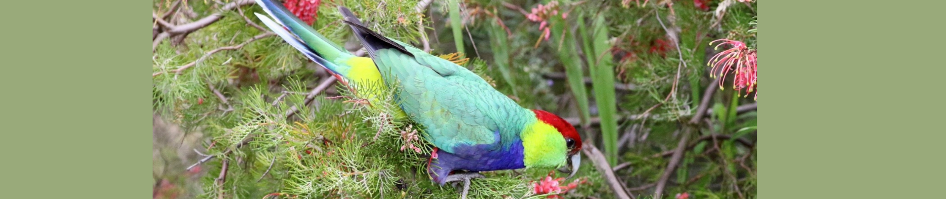 Brice Wells Memorial Bird Walk