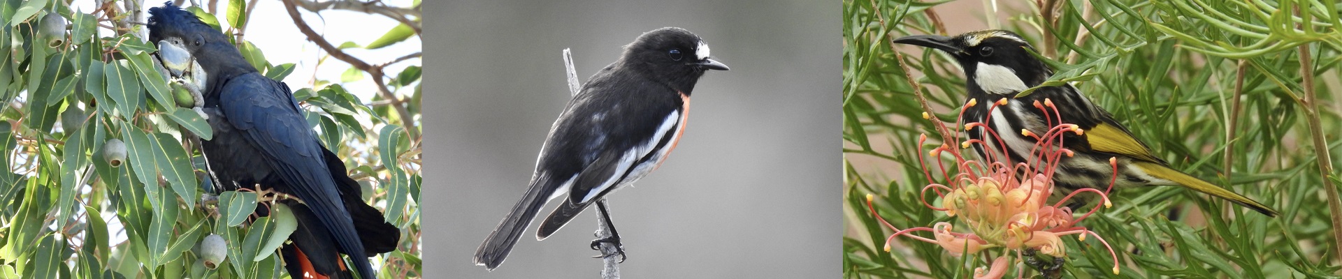 Discover Lesmurdie's Birds: A Talk, a Walk, and the Aussie Bird Count