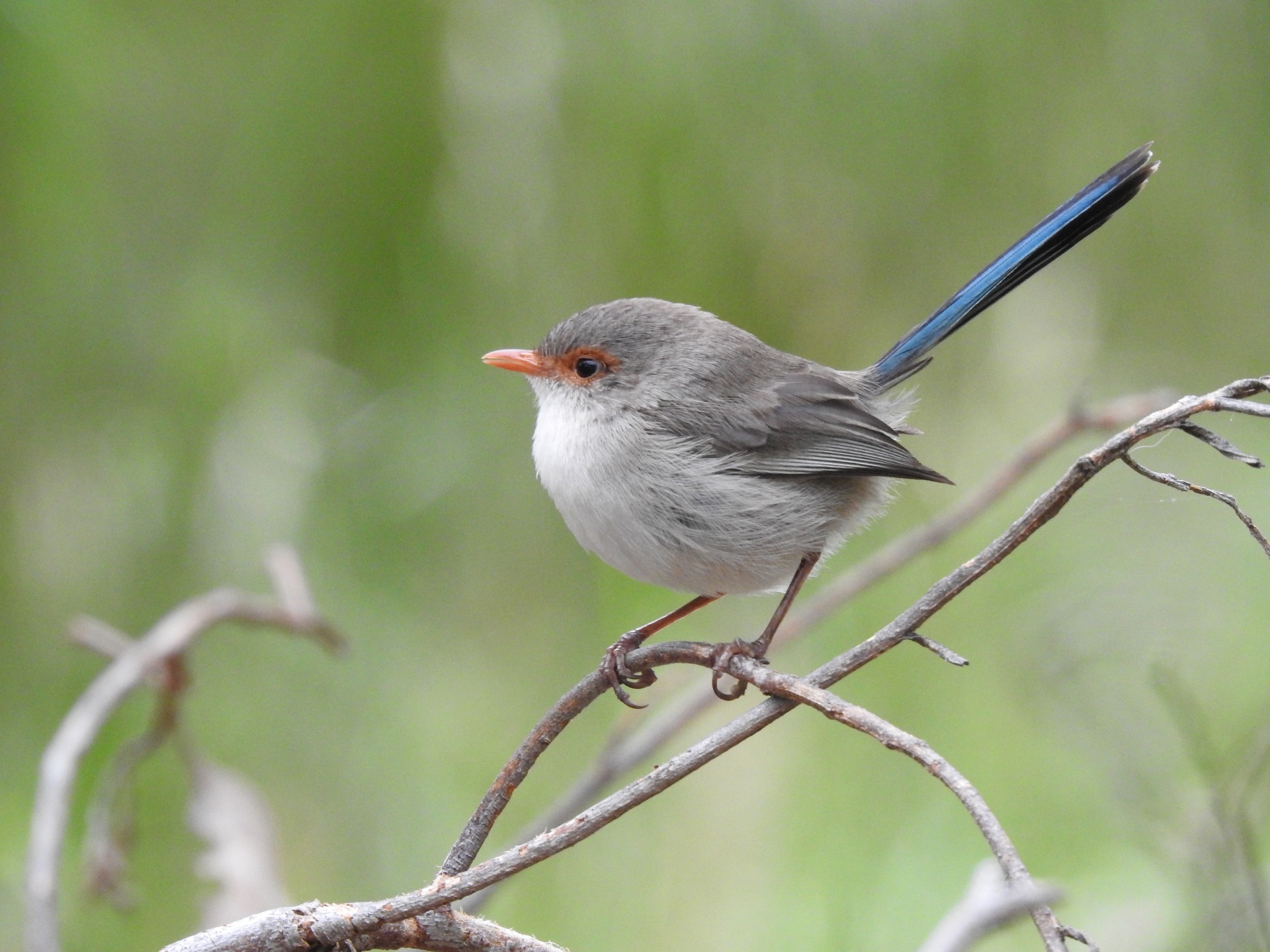 Which local bird is that? - Kalamunda Library