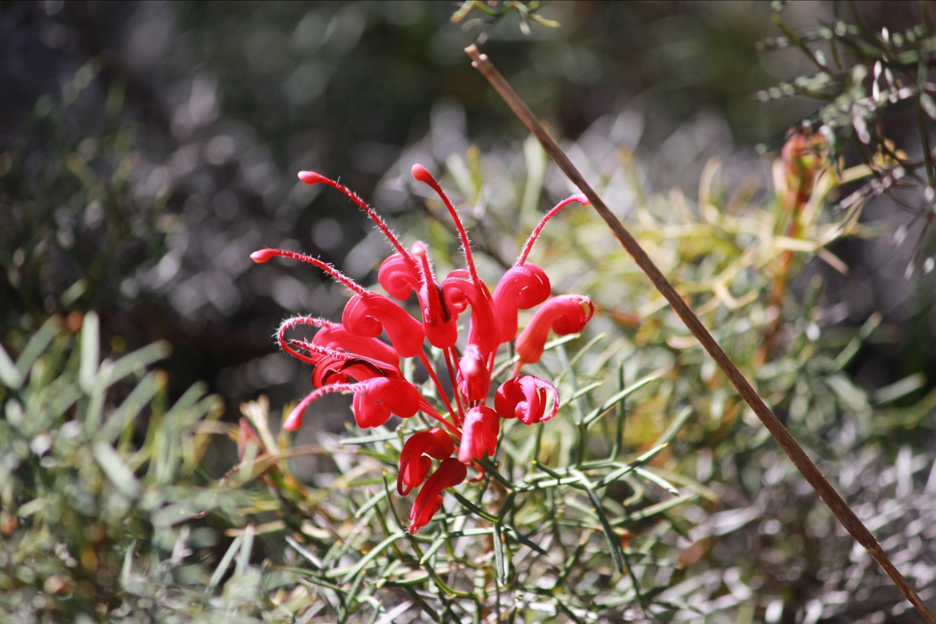 Keeping it Cool - Community Planting Day @ Forrestfield
