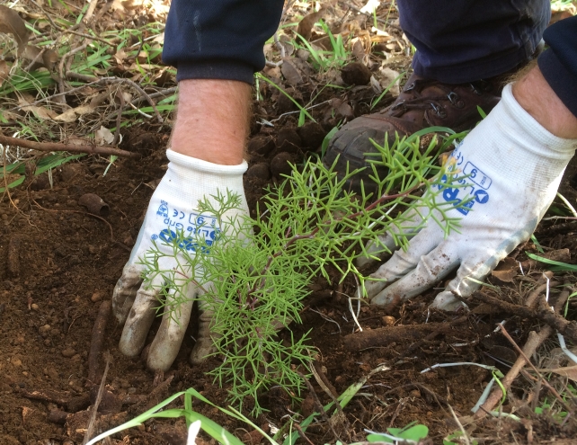 Planting Native Plant