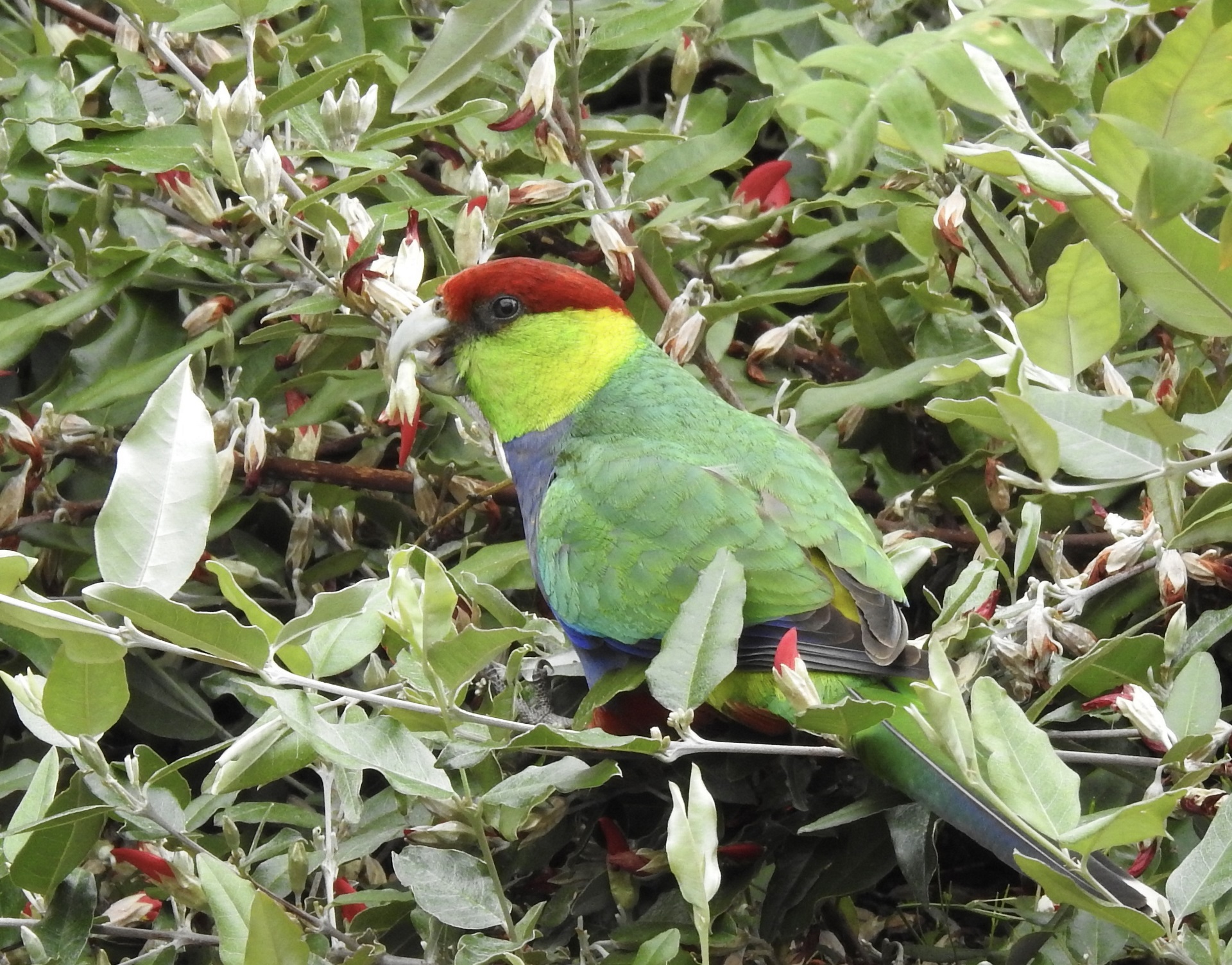 How to attract more birds to your garden - Forrestfield Library