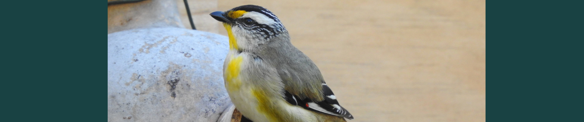 How to attract more birds to your garden @ Forrestfield Library