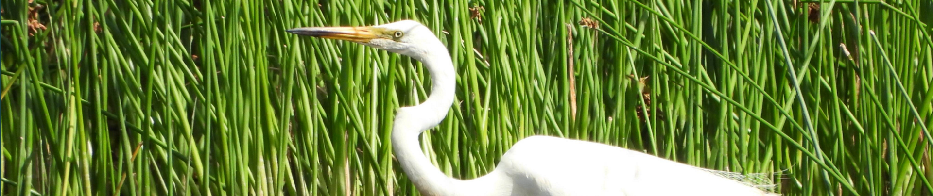 Bird ID - Part 2: How to identify our local water birds @ High Wycombe