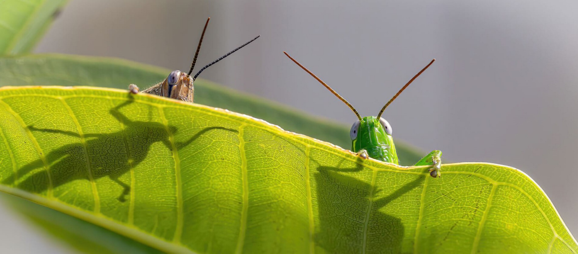 Exhibition: GEM Camera Club - Spring in the Hills