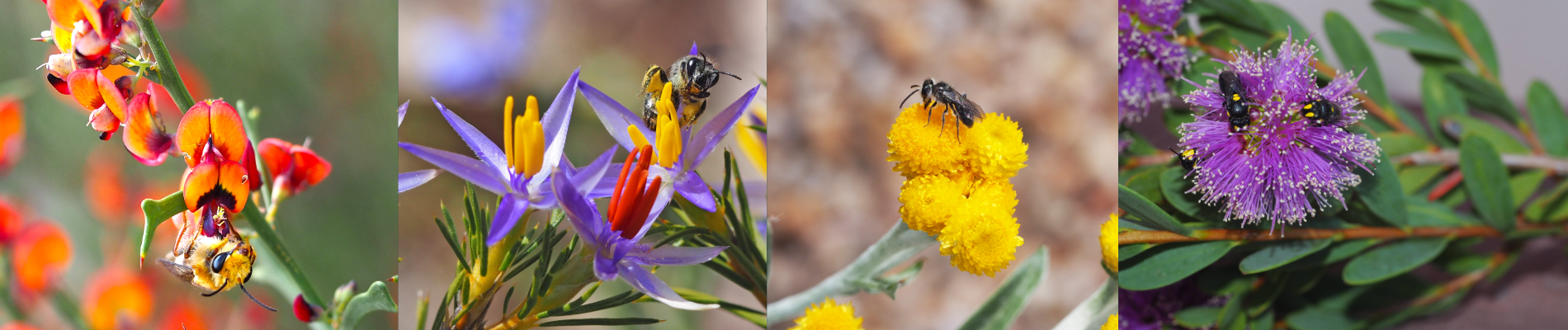 Native Bee Talks: Planting for Native Bees