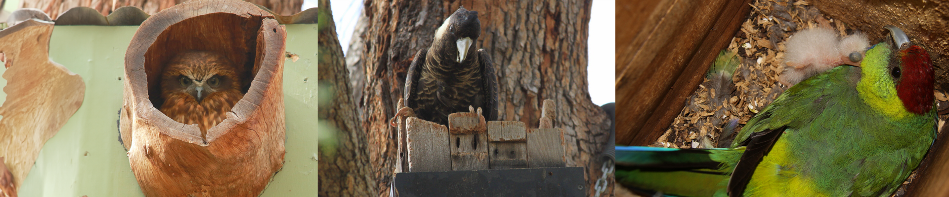 How to build a nest-box for native wildlife