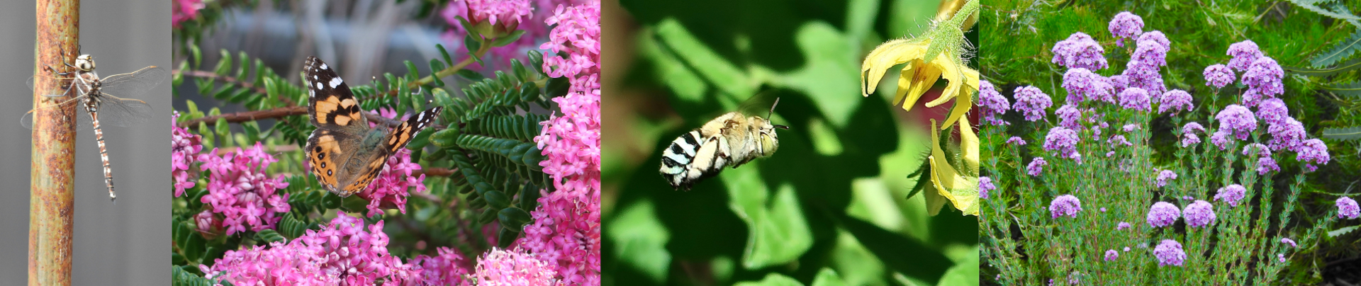 How to Create Beautiful Habitat Gardens @ Kalamunda Library