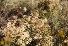 Spring Flowers in Perth Hills