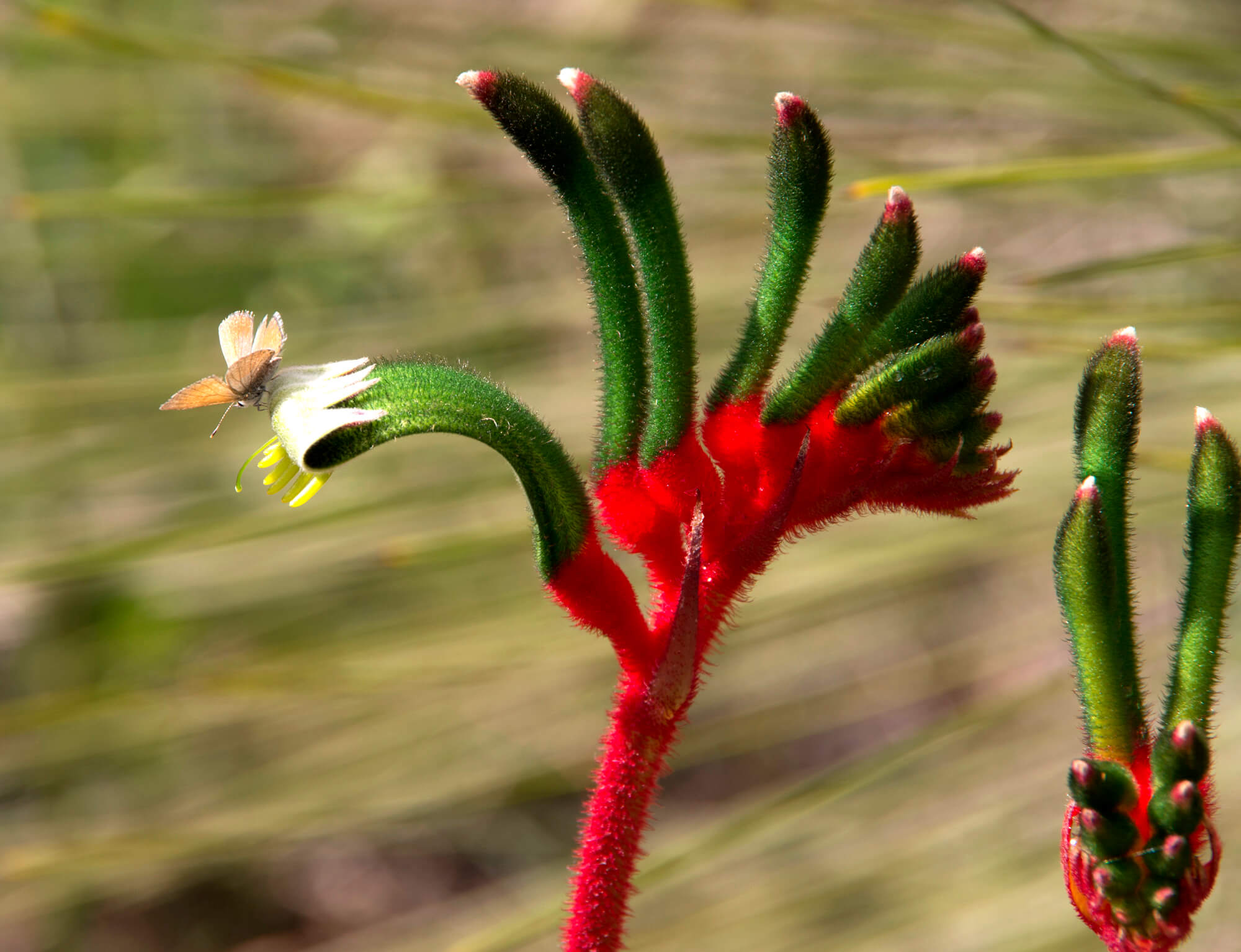 Spring Flowers in Perth Hills