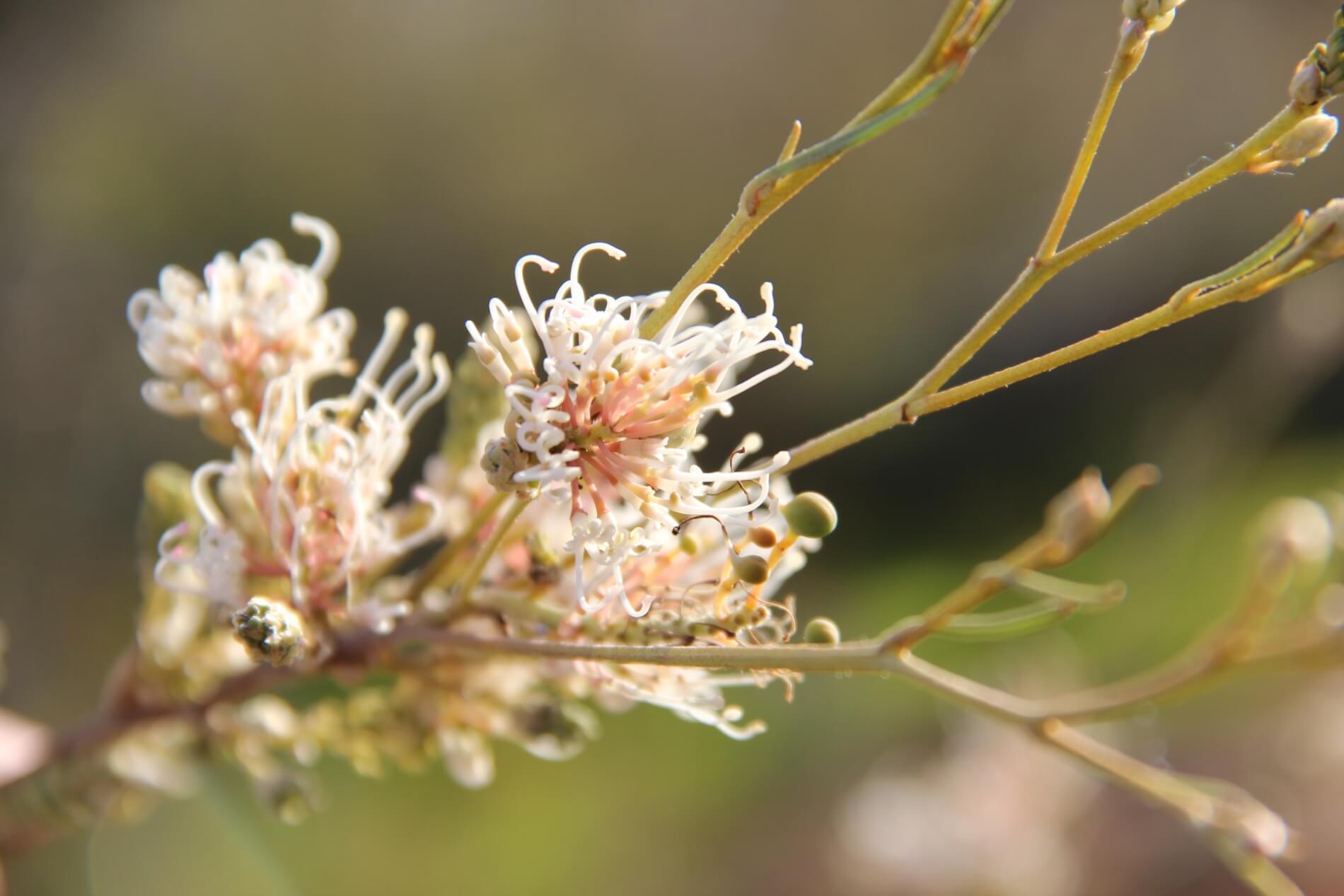 Spring Flowers in Perth Hills