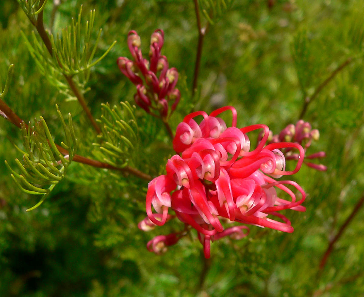 Spring Flowers in Perth Hills