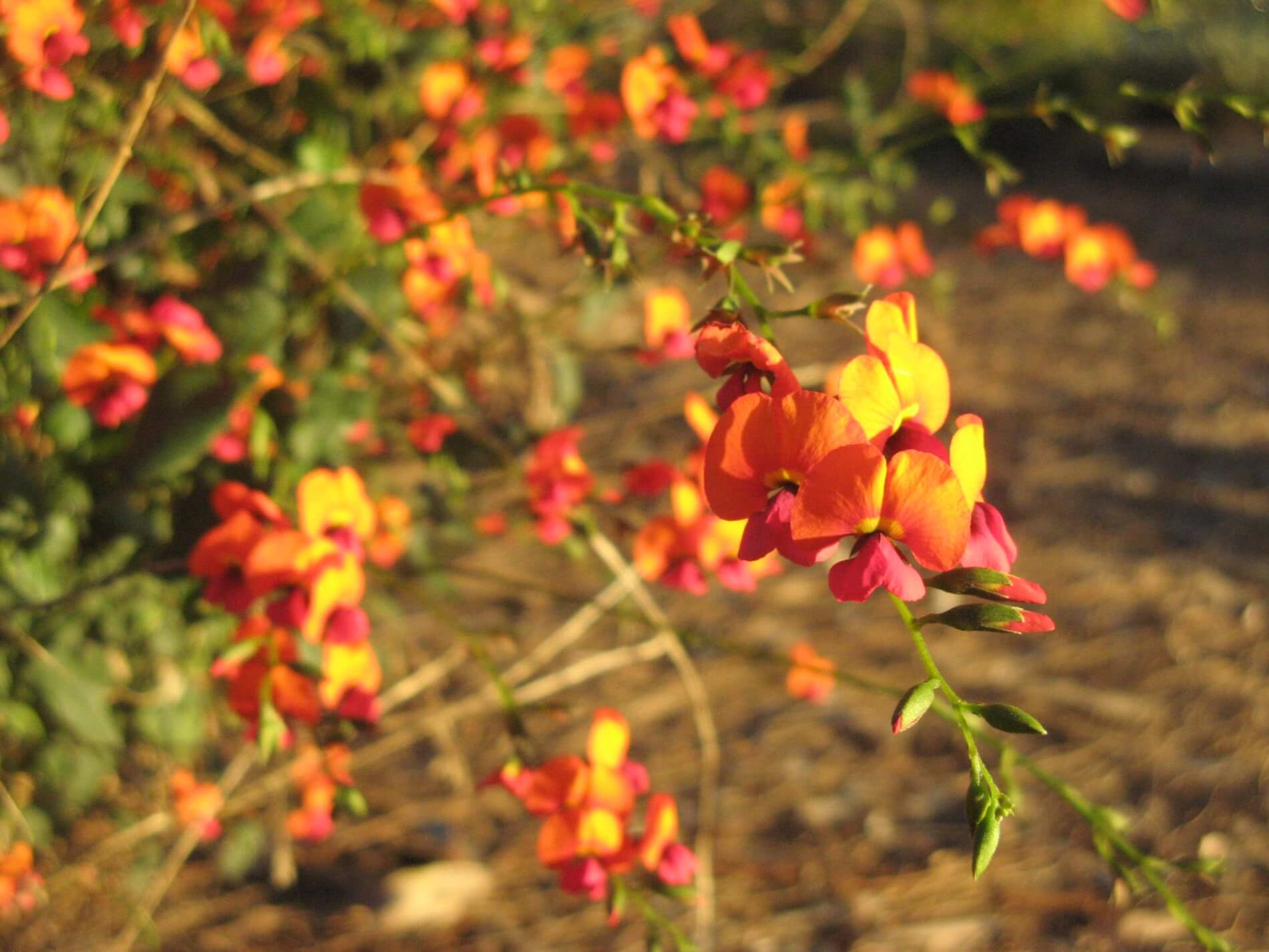 Spring Flowers in Perth Hills