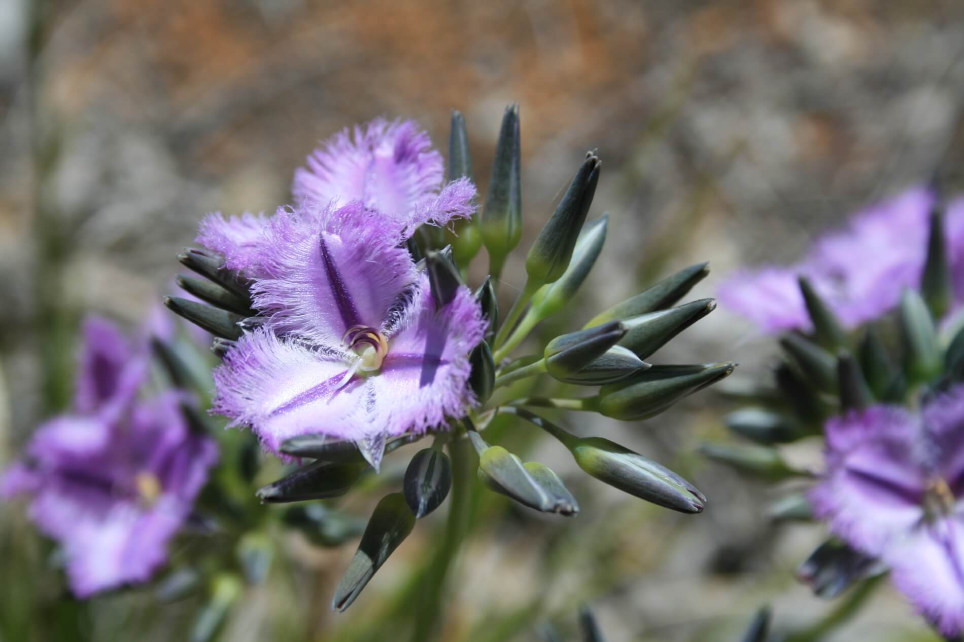 Spring Flowers in Perth Hills