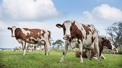 Image of livestock and animals commonly found in a farm lifestyle such as Cow, horse, chicken, pig, goat, sheep  and duck.