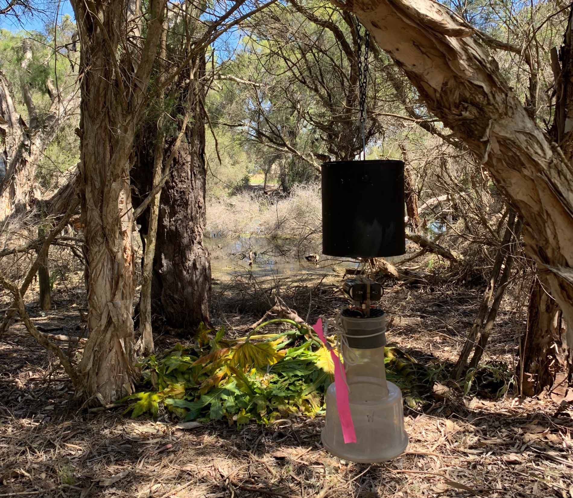 Mosquito Monitoring Device