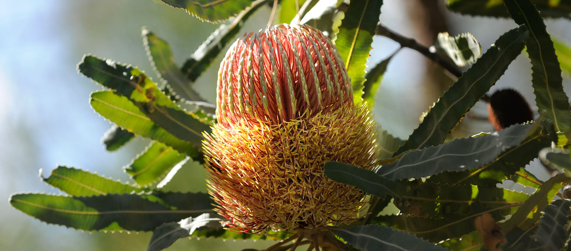 A native flora plant commonly referred to as banksia 