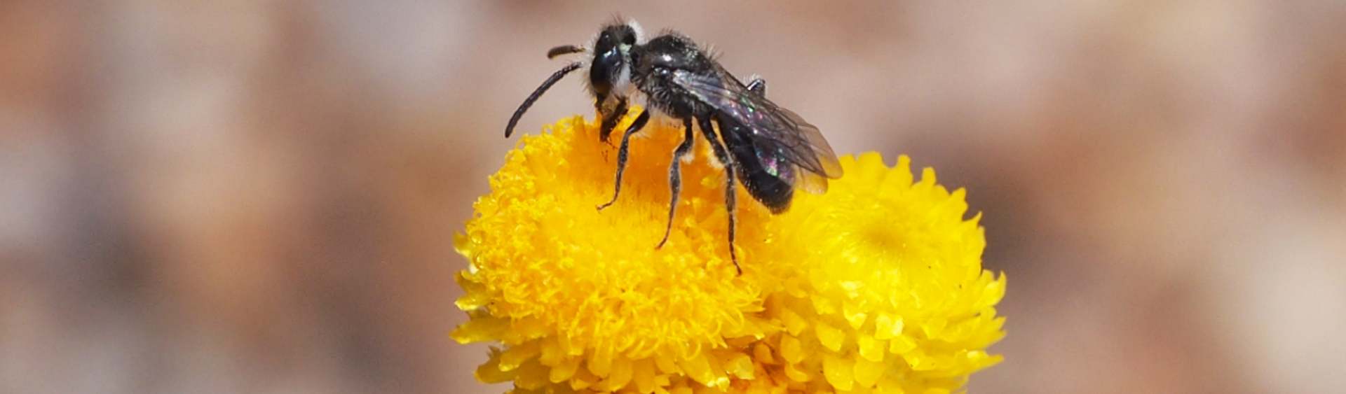Issues facing native bee conservation