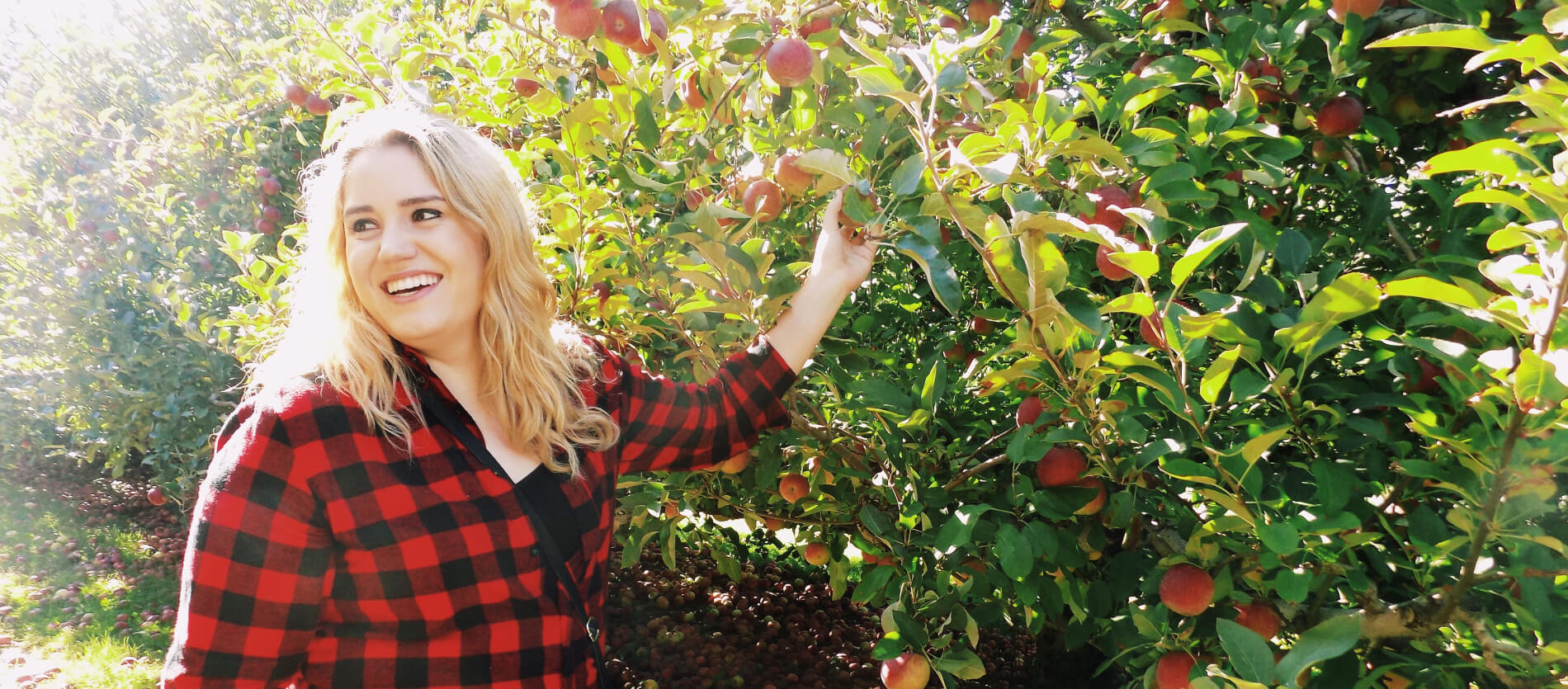 A girl picking apples in an orchard