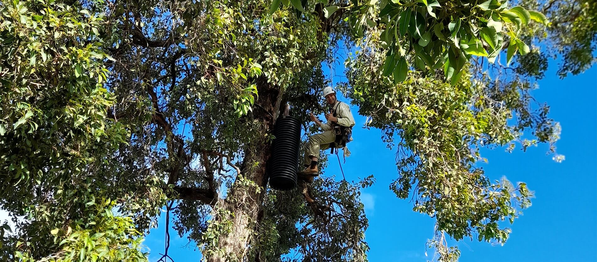 Simon Cherriman in a Marri tree (Corymbia calophylla) securing the Cock-A-Tube to a tree within the school grounds.